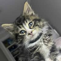 Photo of Rydor   Located In Pakenham