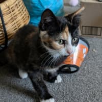 Photo of Sushi