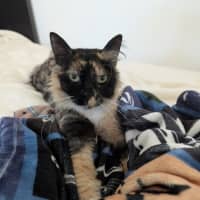 Photo of Charlotte   In Foster Care In Brunswick East