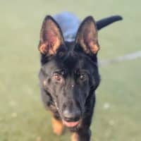 Photo of Arlo