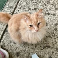Photo of Pickles