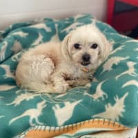 Photo of Beau (Beau And Angel) 