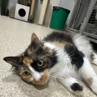Photo of Marshmallow