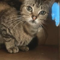 Photo of Kit Kat