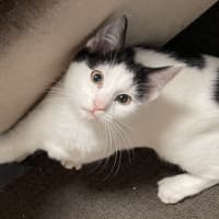 Photo of Scallywag
