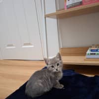 Photo of Otis