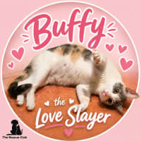 Photo of 🐾 Buffy 🐾
