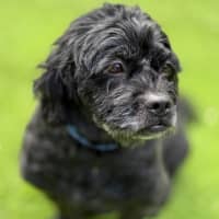 Photo of Kiki