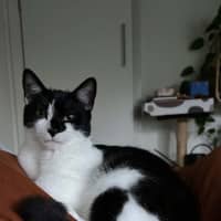 Photo of Mowgli   In Foster Care In Northcote