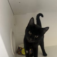 Photo of Cousin It