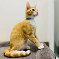 Photo of Scotty   Located In Preston