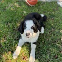 Photo of Bindi 
