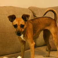 Photo of Pip
