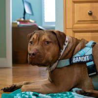 Photo of Bandit