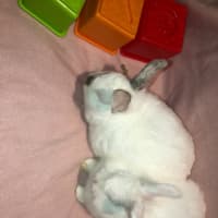 Photo of Blizzard & Odette 