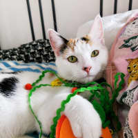 Photo of Sigrid