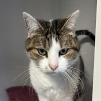 Photo of Goose