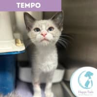 Photo of Tempo
