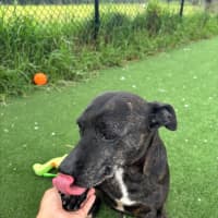 Photo of Dolly Imp 2044