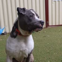 Photo of Billy Boy 
