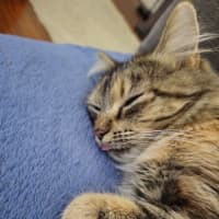 Photo of Samara Mae 