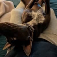 Photo of Max