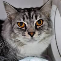 Photo of Tango
