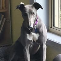 Photo of Denim