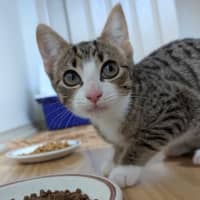 Photo of Jellybean