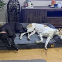 Photo of Chloe, The Greyhound