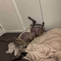 Photo of Frankie, The Greyhound