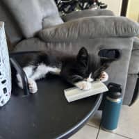 Photo of Gizmo