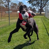 Photo of Tang Mo The Greyhound