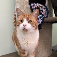 Photo of Tigger