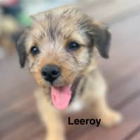Photo of Leeroy   9 Week Old Fox Terrier X Kelpie