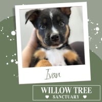Photo of Ivan