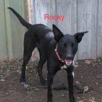 Photo of Rocky