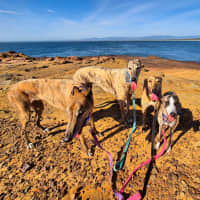 Photo of Fruity, The Tiny Greyhound