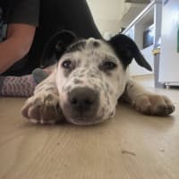 Photo of Tuffet