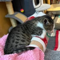 Photo of Kashii **2nd Chance Cat Rescue**