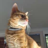 Photo of Tommy (9977)