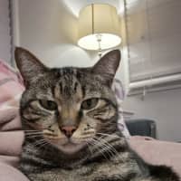 Photo of Astro   Assisted Rehoming