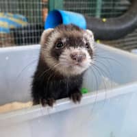 Photo of Fig, Anthea & Danger Mouse