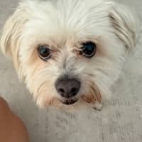 Photo of Matey   10 Year Old Moodle