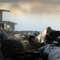 Photo of Tigga