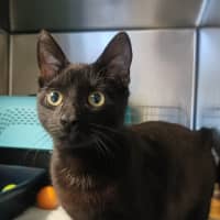 Photo of Toothless