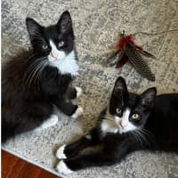 Photo of Baxter & Buttons