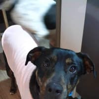 Photo of Nova