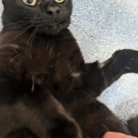 Photo of Gus Binx