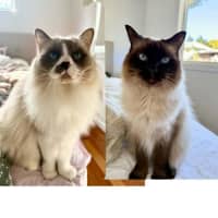 Photo of Ollie And Luna 